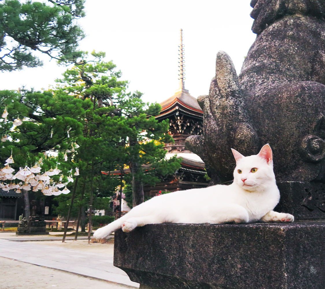 知 恩 寺 猫